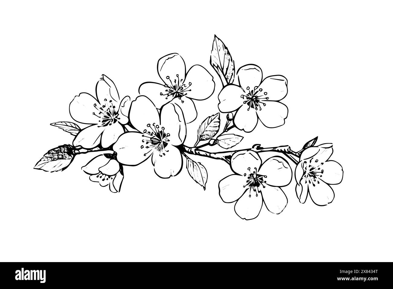 Sakura flower hand drawn ink sketch. Engraved style vector illustration ...