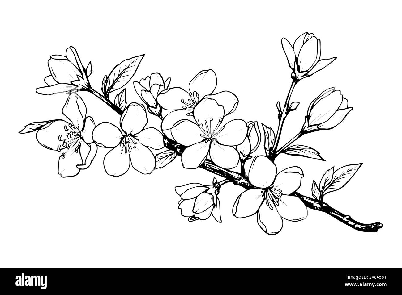 Sakura branch hand drawn ink sketch. Engraved style vector illustration ...