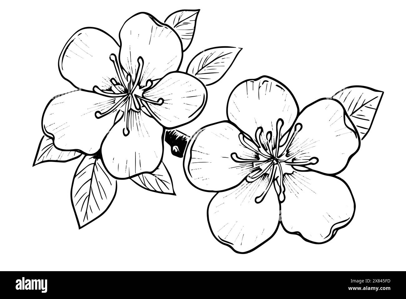 Sakura flower hand drawn ink sketch. Engraved style vector illustration ...