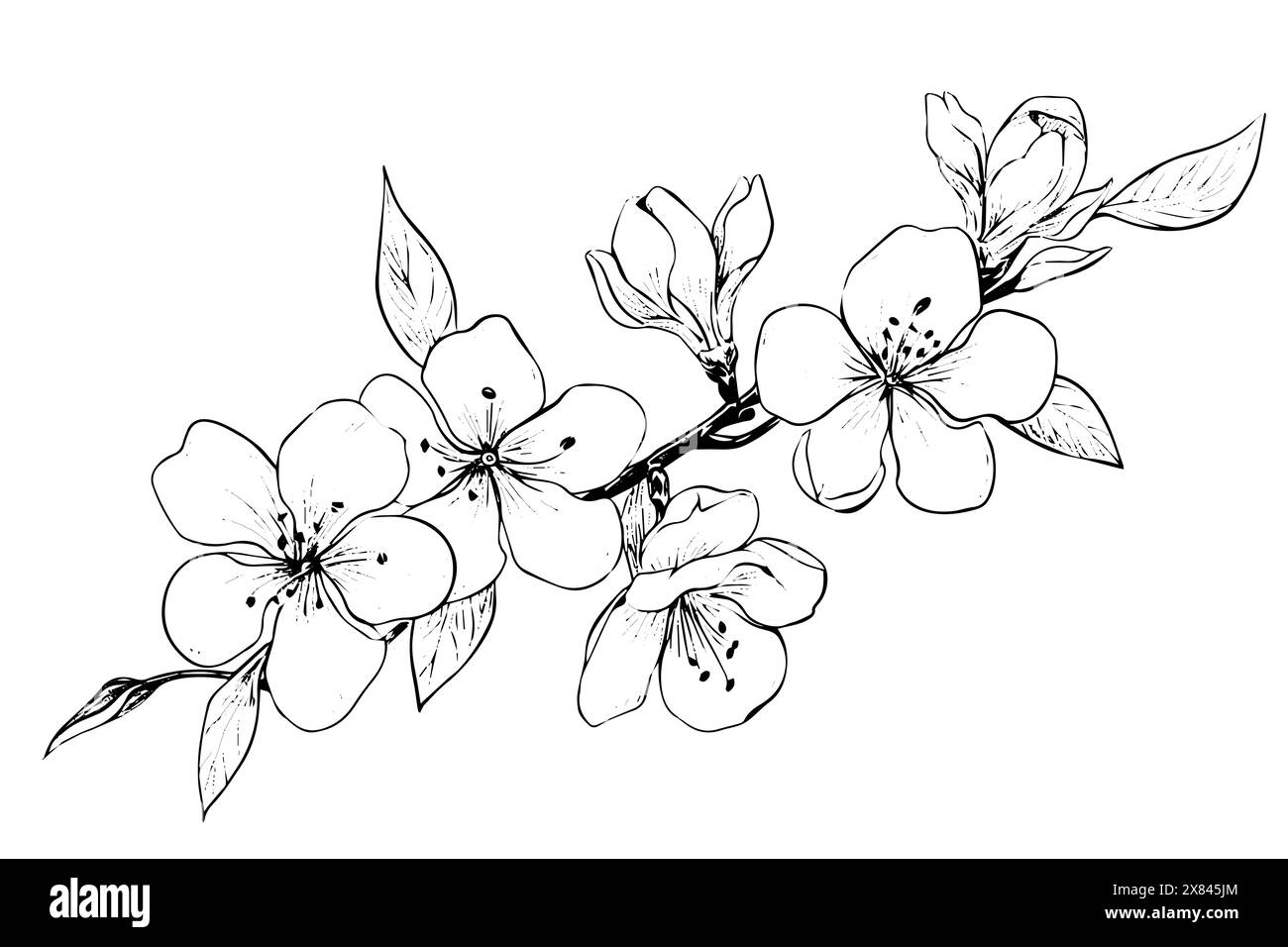 Sakura branch hand drawn ink sketch. Engraved style vector illustration ...