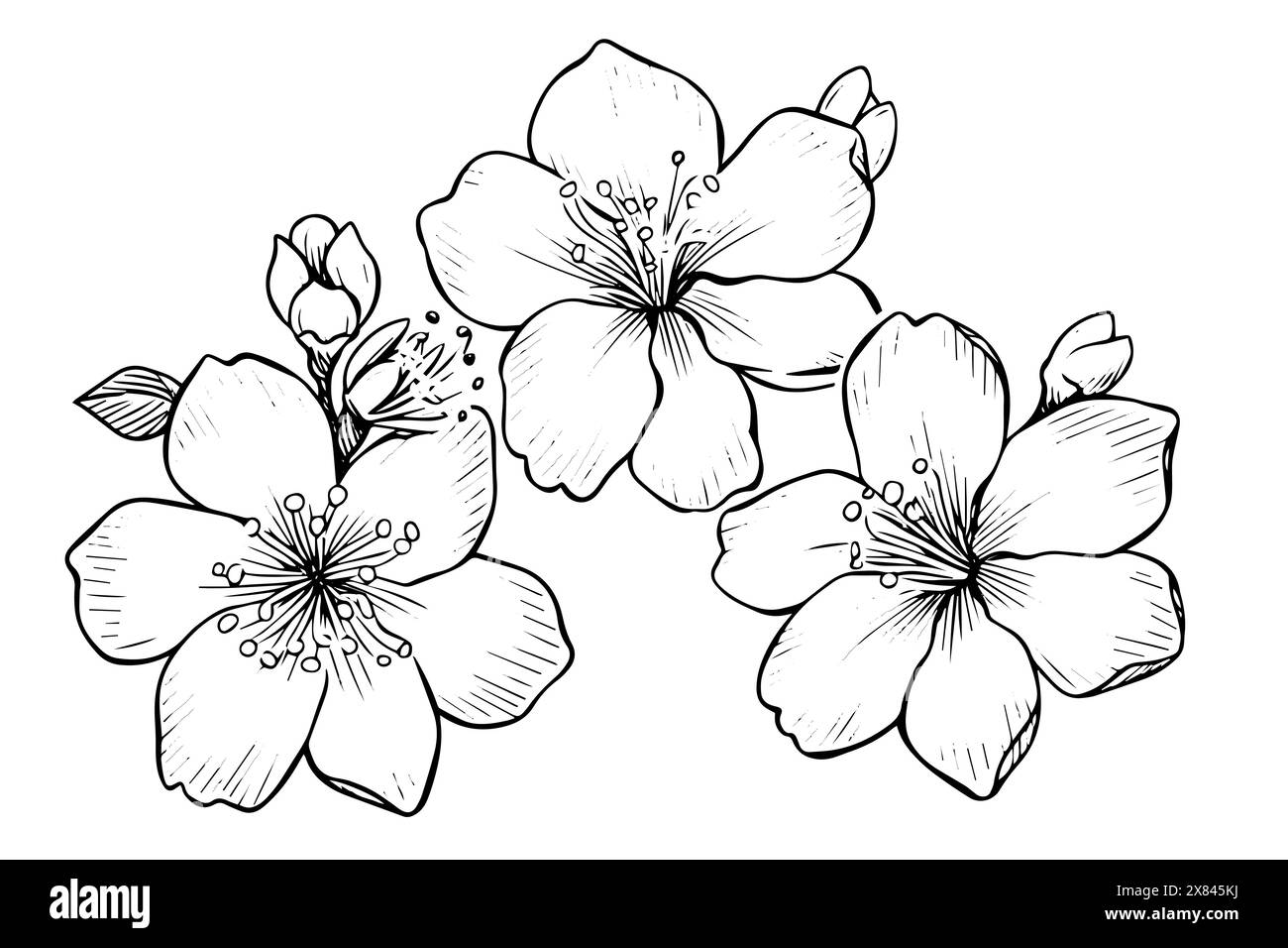 Sakura flower hand drawn ink sketch. Engraved style vector illustration ...