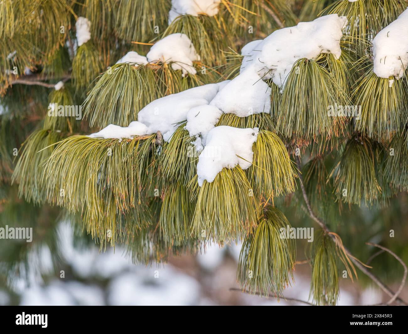 Coniferous branch with long needles covered with white fluffy snow hi ...