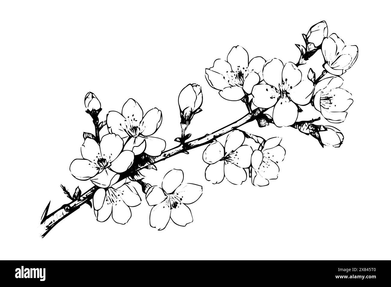 Sakura Branch Hand Drawn Ink Sketch Engraved Style Vector Illustration Sakura Branch Hand Drawn Ink Sketch Engraved Style Vector Illustration