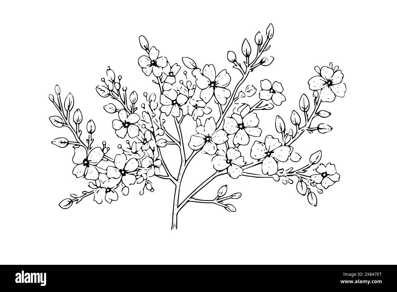 Vintage Cherry Blossom Branch: Japanese-Inspired Vector Sketch. Stock Vector