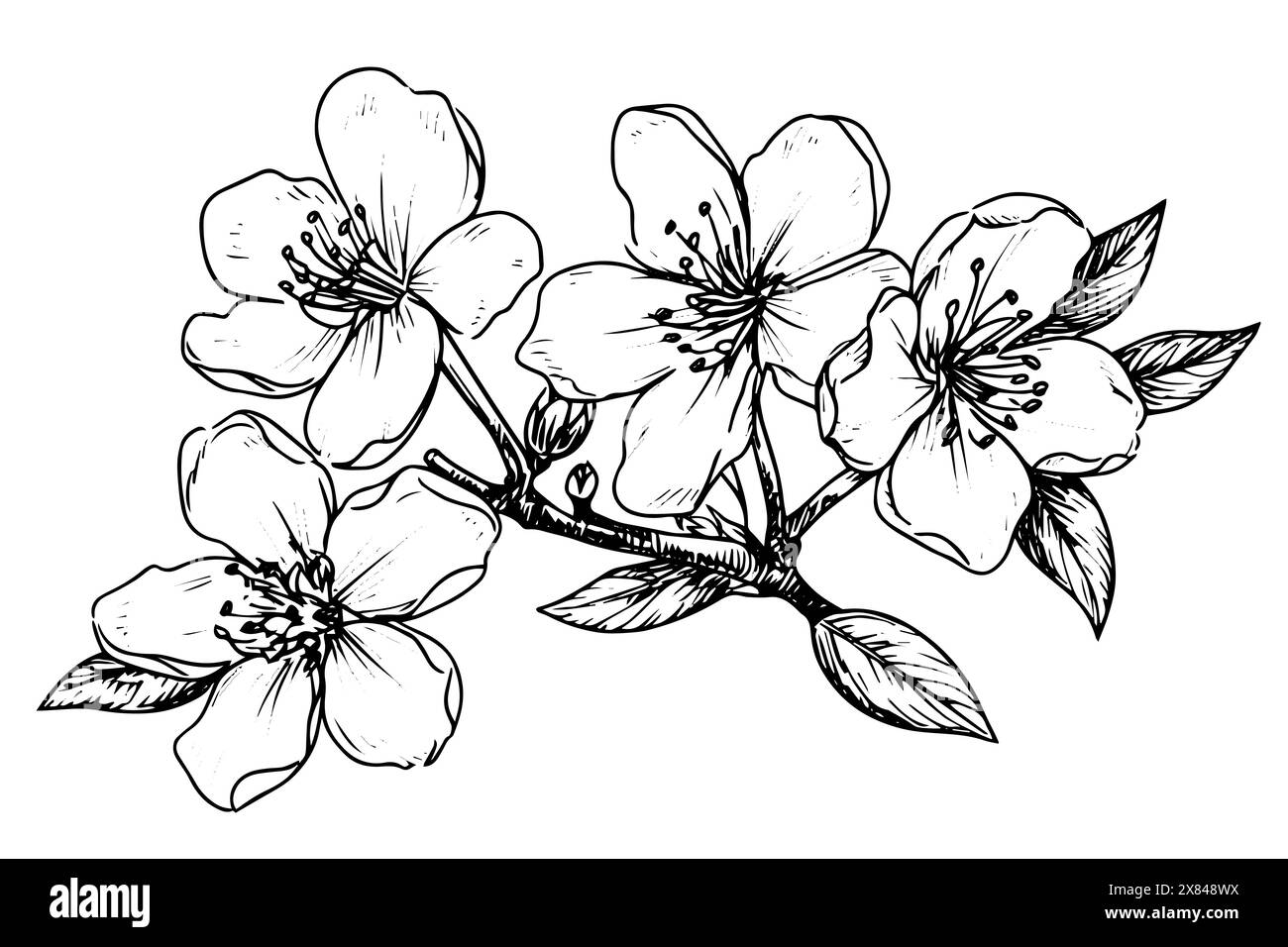 Sakura flower hand drawn ink sketch. Engraved style vector illustration ...