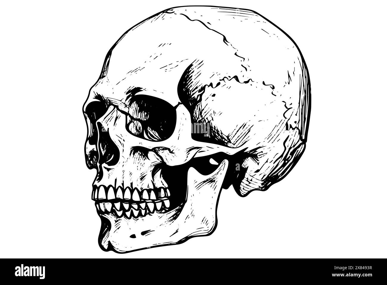 Vintage Human Skull Illustration: Woodcut Vector Skeleton Design with Gothic Flair. Stock Vector