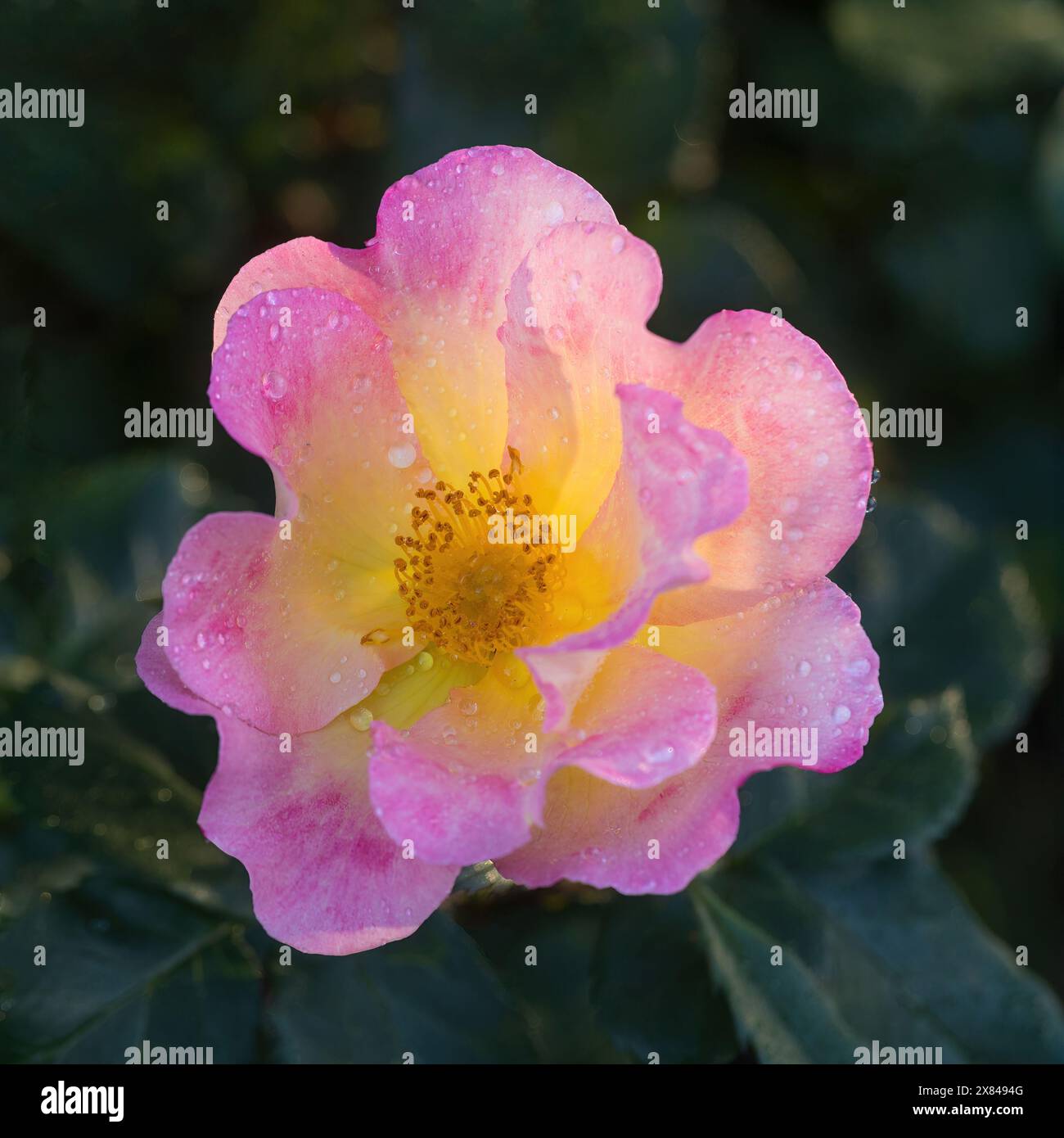 Watercolors Home Run Shrub Rose in Bloom. San Jose Municipal Rose