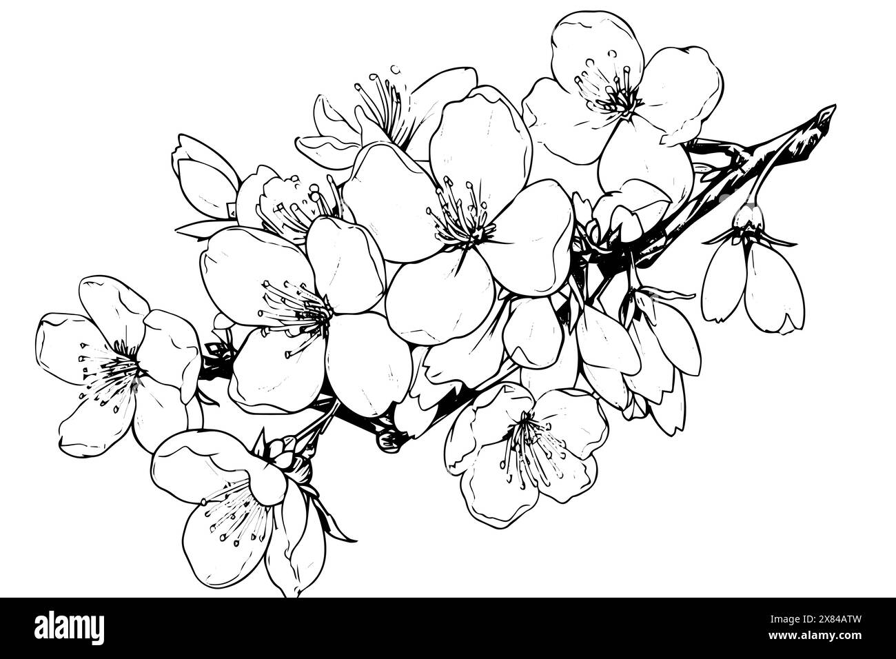 Sakura flower hand drawn ink sketch. Engraved style vector illustration ...