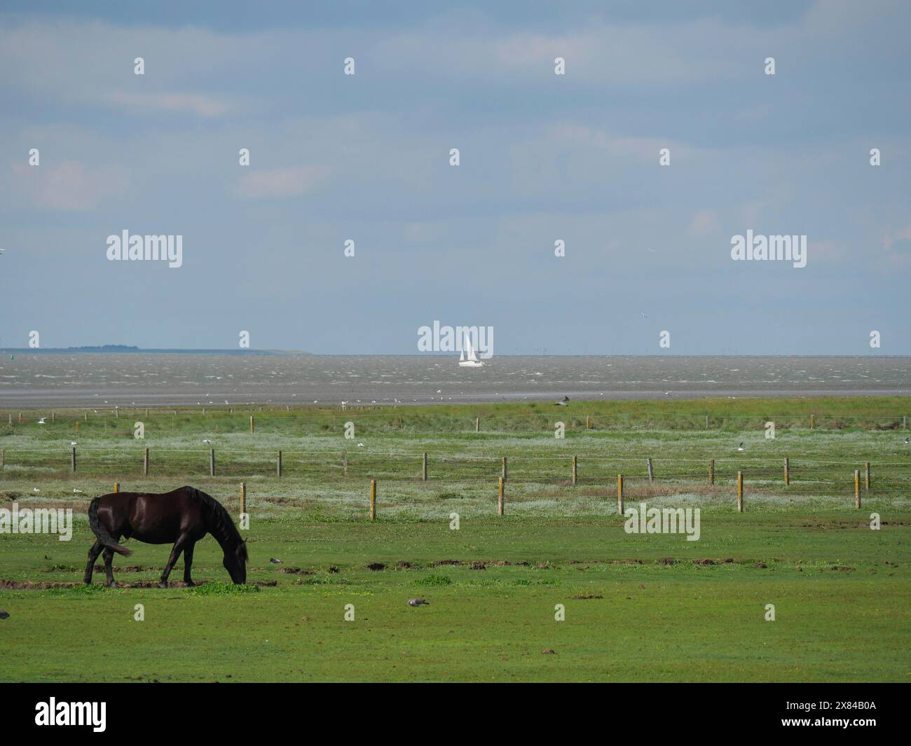 A dark brown horse grazing on a green meadow, behind it the sea with a sailing boat on the horizon, horses on a salt marsh on an island in the North Stock Photo