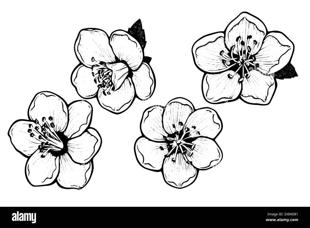 Sakura flower set hand drawn ink sketch. Engraved style vector ...
