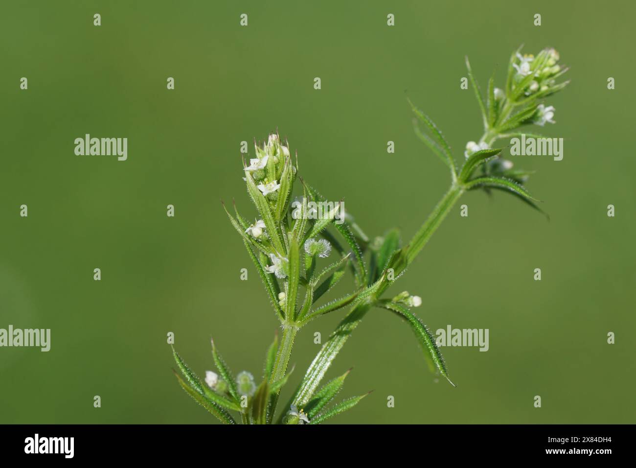 Bobby button hires stock photography and images Alamy