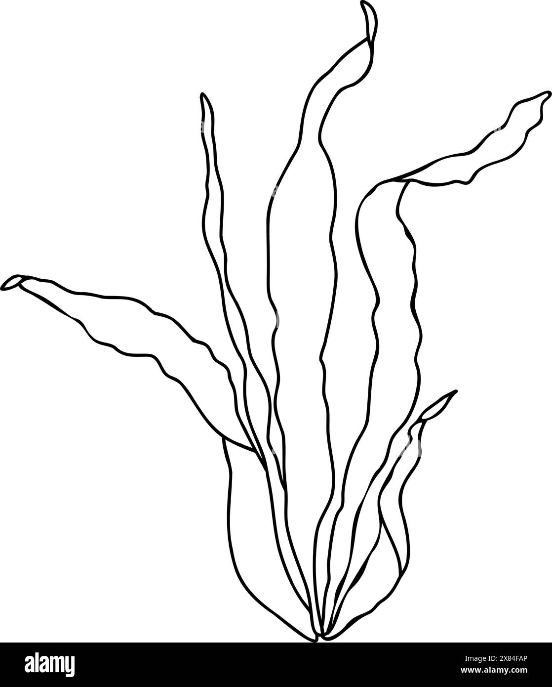 Sea and ocean, aquarium plant kelp. laminaria. Hand drawn vector ...