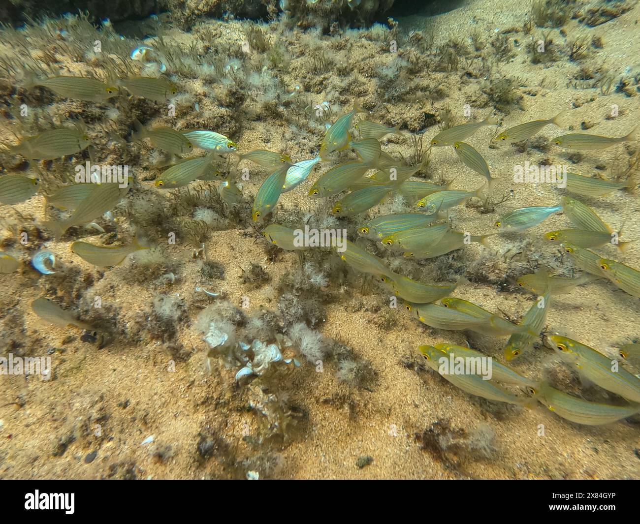 School of fishes of salema porgy (Sarpa salpa), also known as the ...