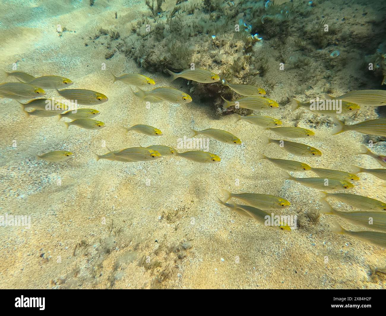 School of fishes of salema porgy (Sarpa salpa), also known as the ...