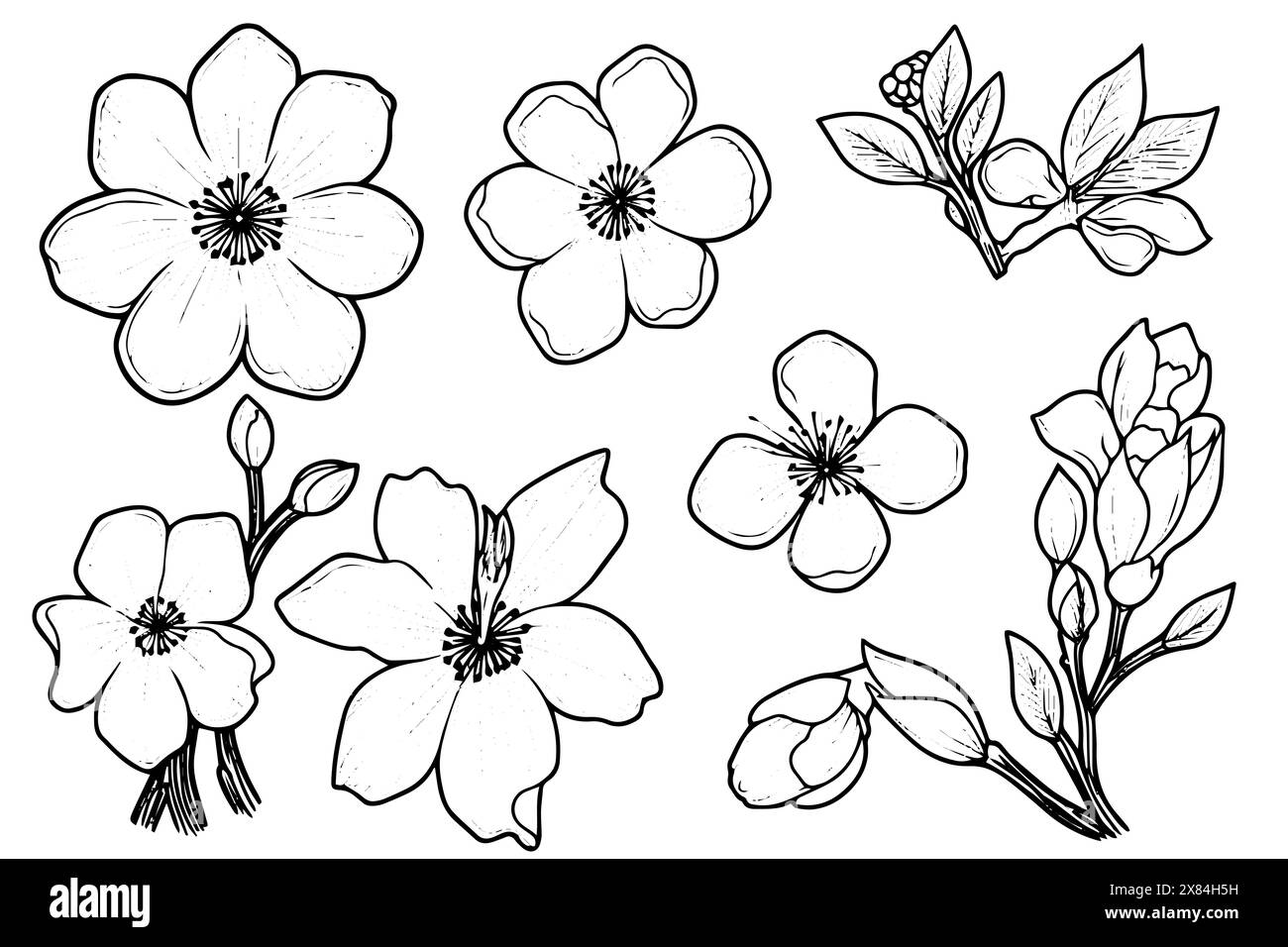 Sakura flower set hand drawn ink sketch. Engraved style vector ...