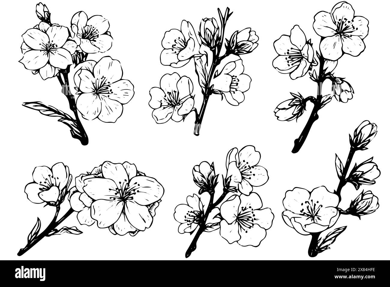 Sakura flower hand drawn ink sketch. Engraved style vector illustration ...