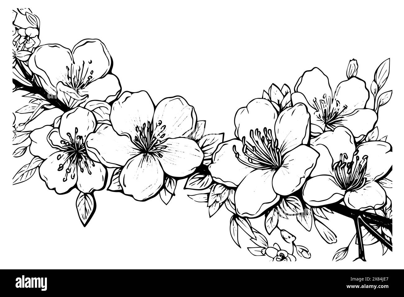 Sakura branch hand drawn ink sketch. Engraved style vector illustration ...