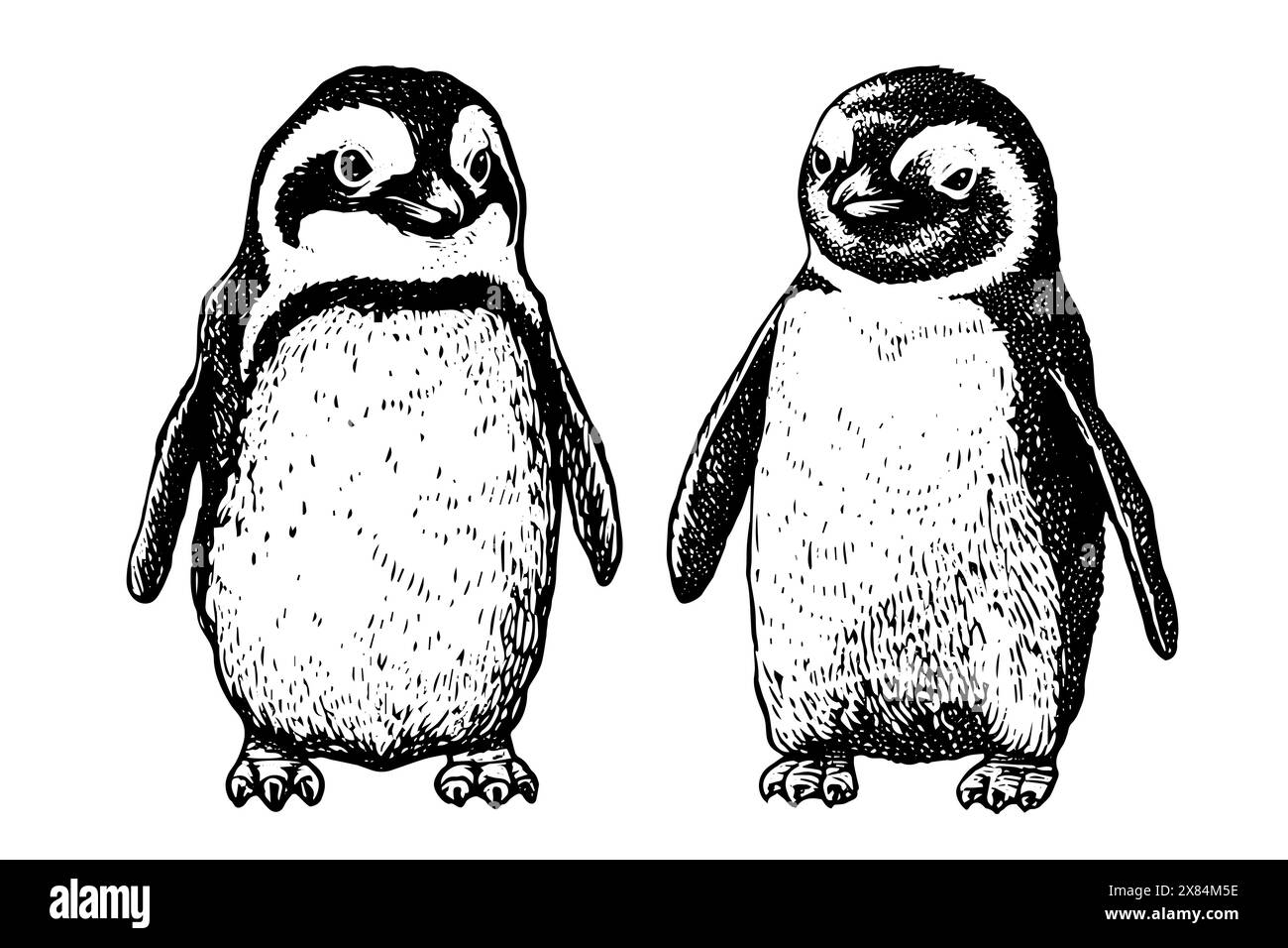 Engraved Sketch of a Cute Baby Penguin: Vector Animal Illustration of