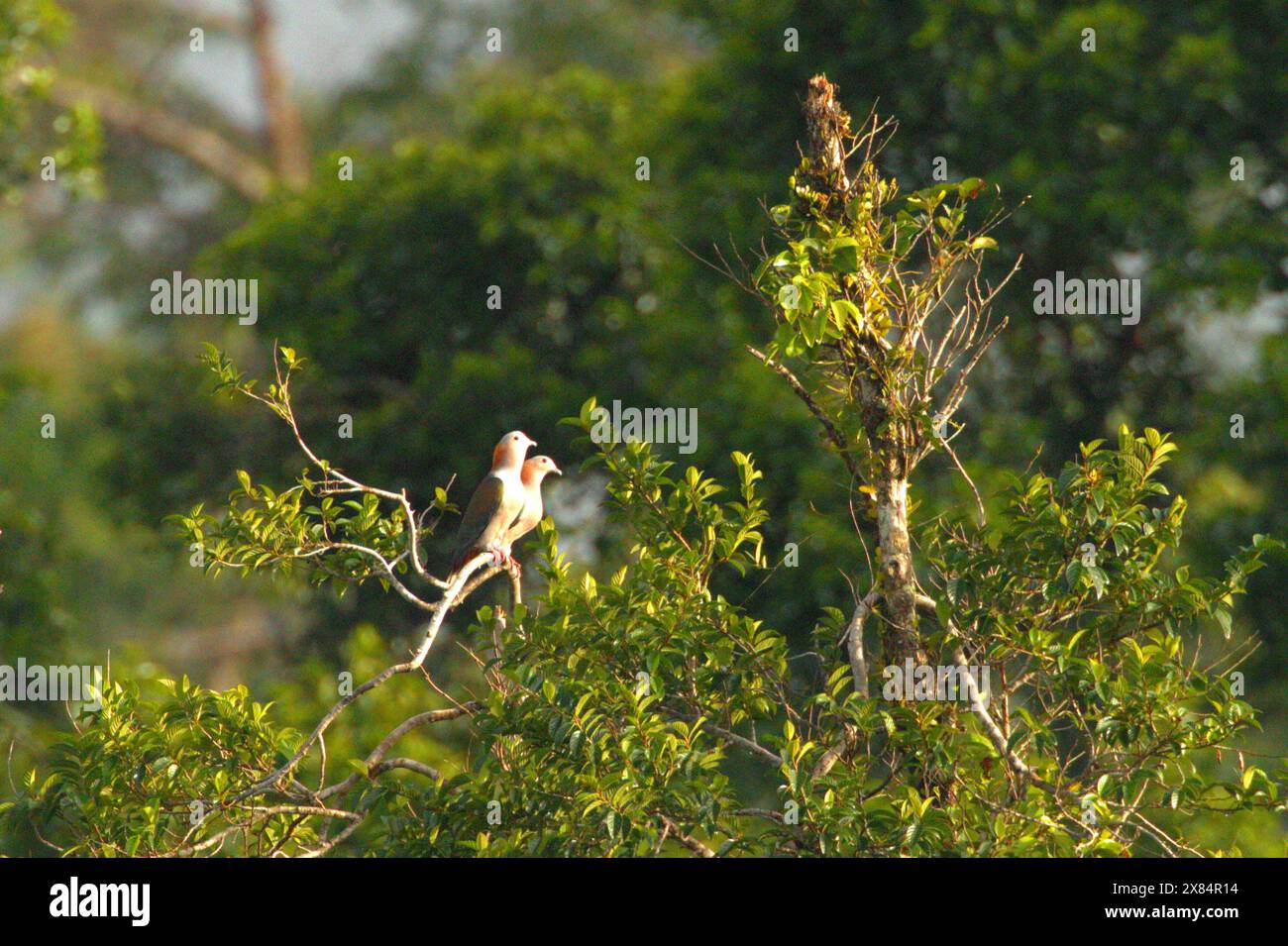 A pair of green imperial pigeon (Ducula aenea) on a tree-top near Mount Tangkoko and Mount Duasudara in Bitung, North Sulawesi, Indonesia. Stock Photo