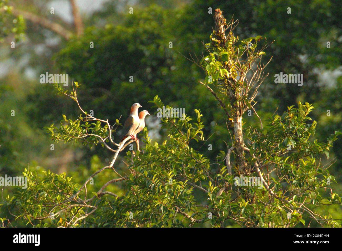 A pair of green imperial pigeon (Ducula aenea) on a tree-top near Mount Tangkoko and Mount Duasudara in Bitung, North Sulawesi, Indonesia. Stock Photo