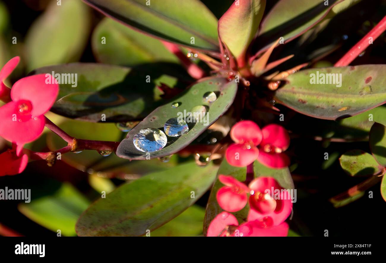 Almost spherical raindrops, with blue sky refracted in droplets, on a