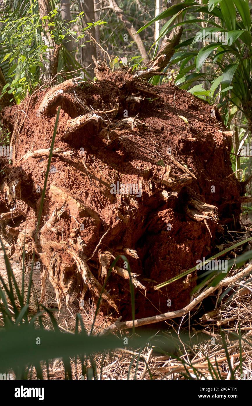 Storm damage of freak tornado on rainforest, Tamborine Mountain, Australia. Christmas day 2023. Underside of roots of huge gum tree, felled in storm. Stock Photo