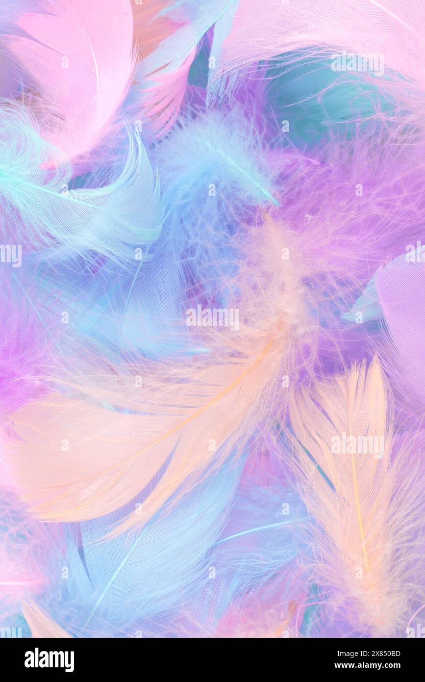 Colorful feather on mint background, top view. Stock Photo