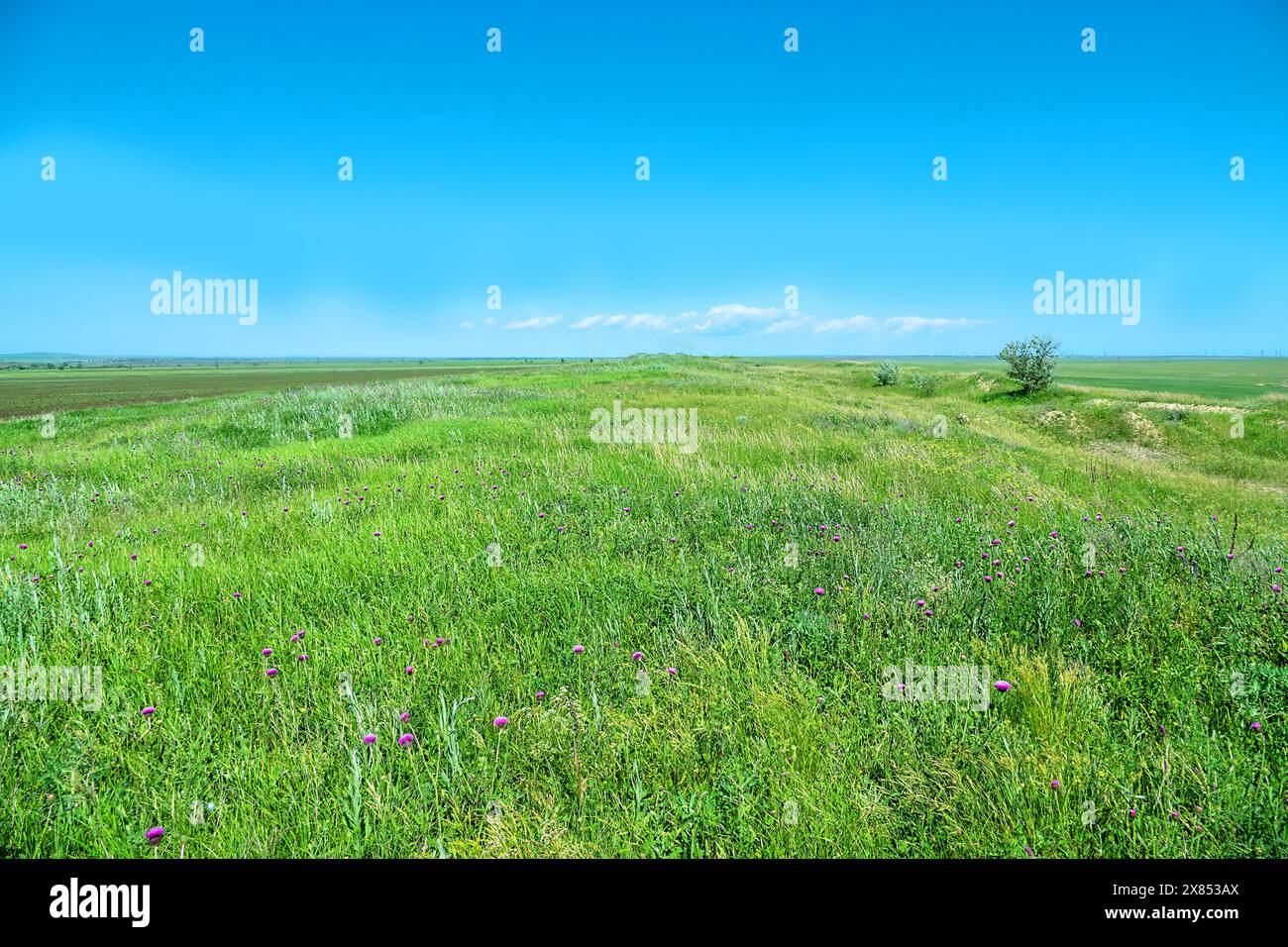 Graminaceous plants hi-res stock photography and images - Alamy
