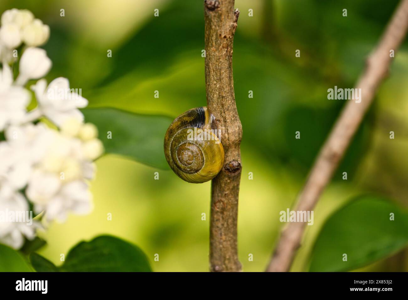 Snail on a branch Stock Photo