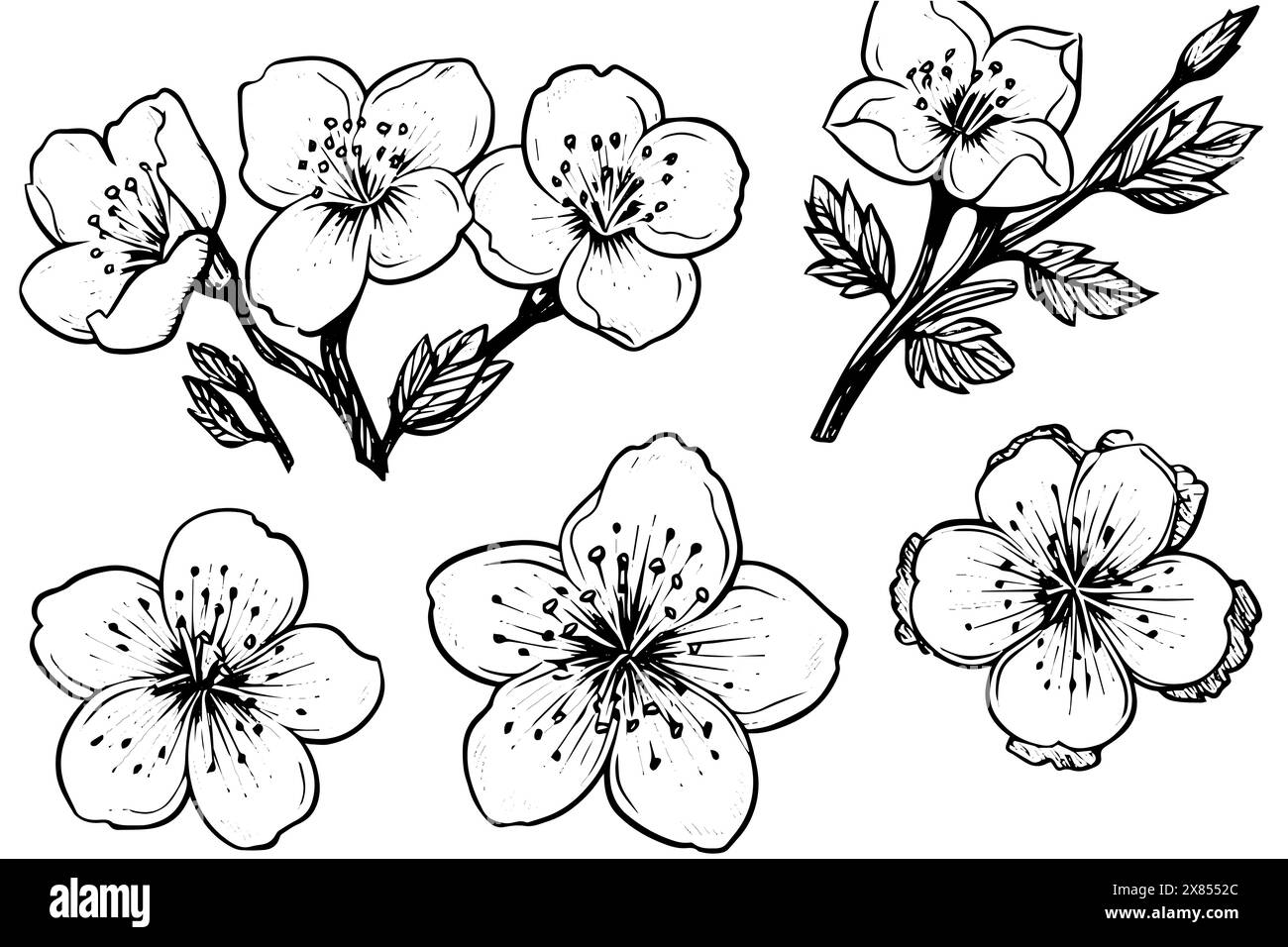 Sakura flower hand drawn ink sketch. Engraved style vector illustration ...