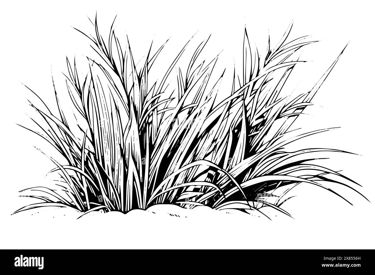 Vintage Hand-Drawn Grass Vector Sketch. Engraved style plant illustration. Stock Vector