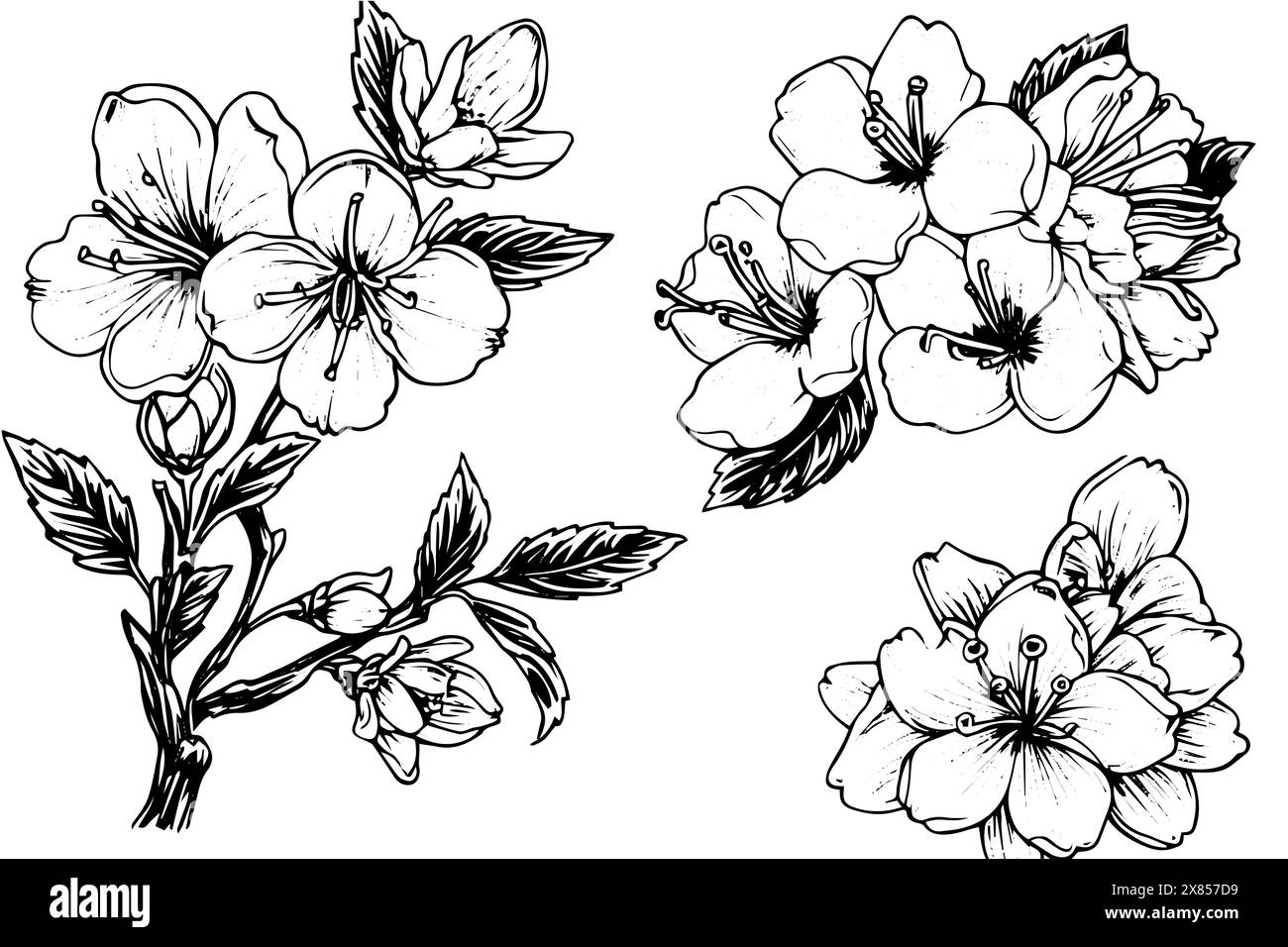 Sakura flower set hand drawn ink sketch. Engraved style vector ...