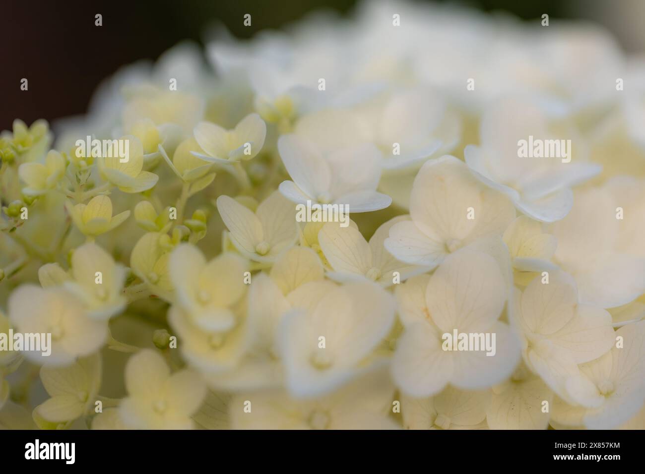 White hydrangeas sunlight hi-res stock photography and images - Alamy