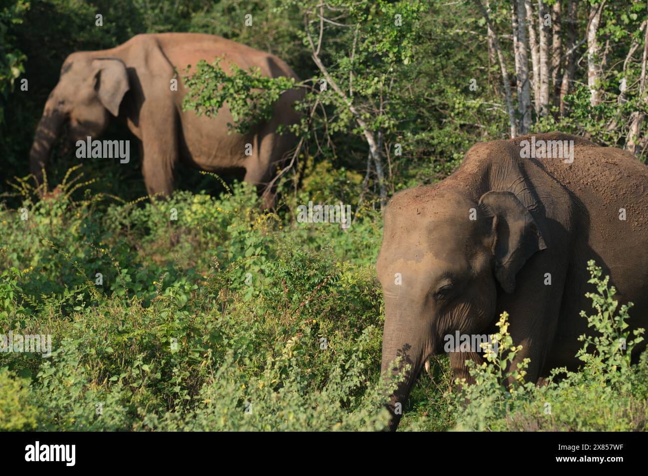 Elephant transit home sri lanka hi-res stock photography and images - Alamy