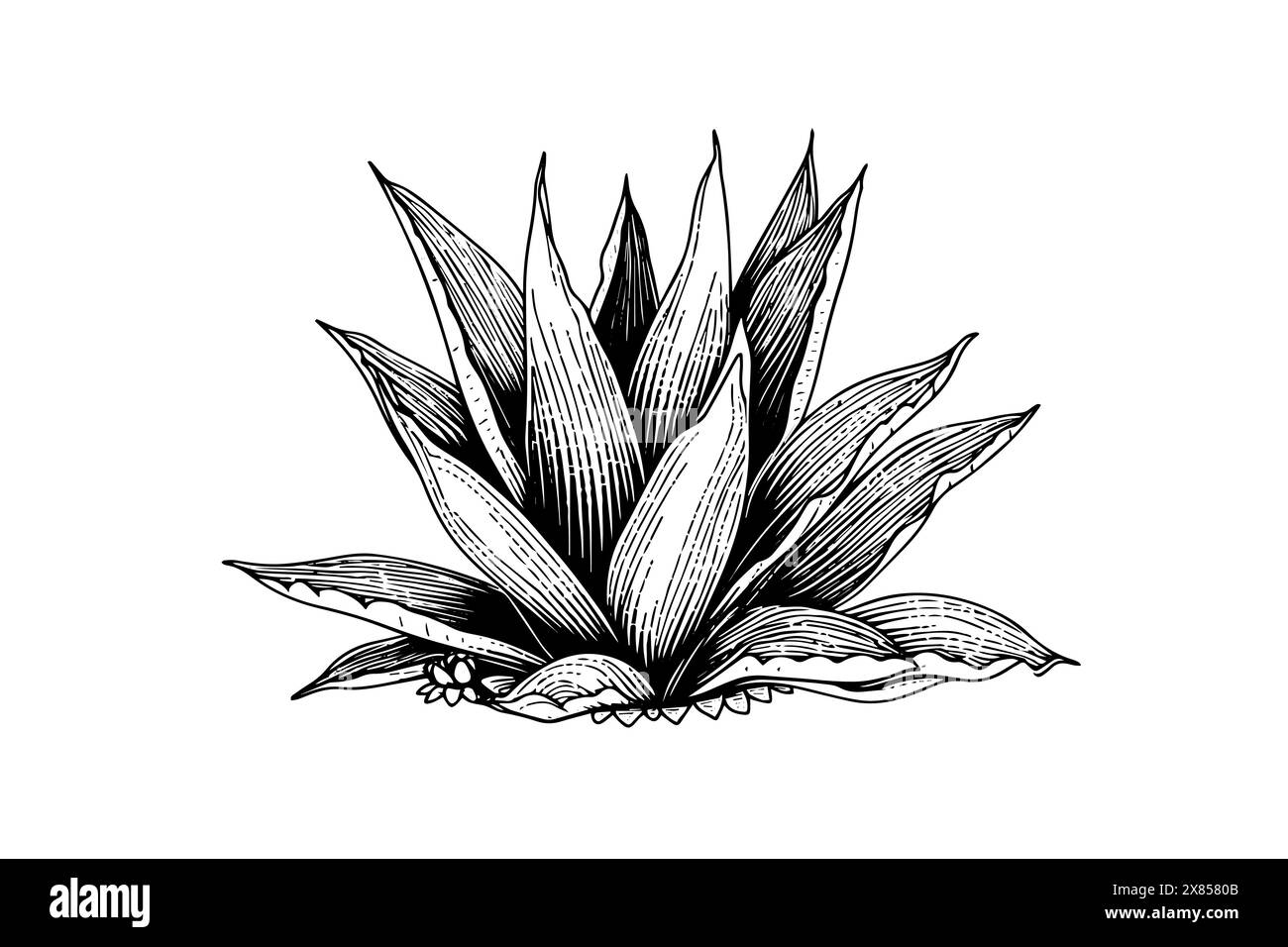 Blue agave ink sketch. Tequila ingredient vector drawing. Engraving illustration of mexican plant. Stock Vector