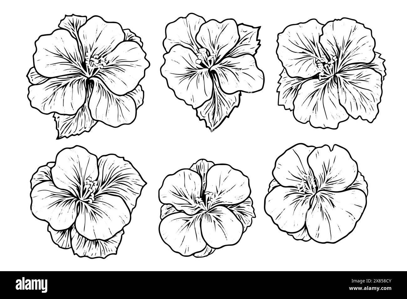 Hibiscus flower hand drawn ink sketch. Engraved style vector ...