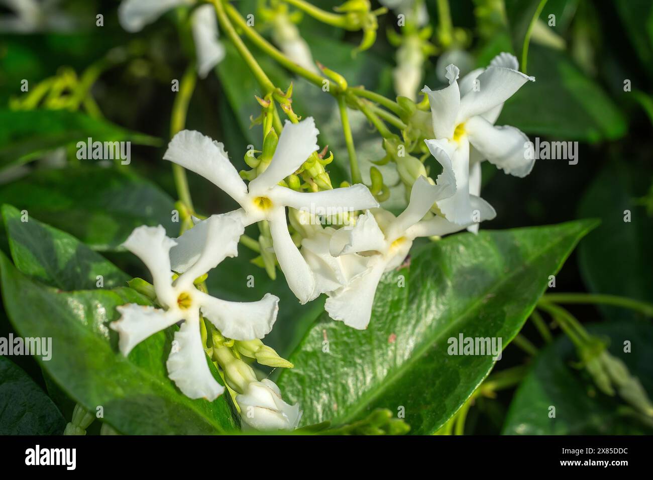 Confederate jasmine (Trachelospermum jasminoides), Apocynaceae ...