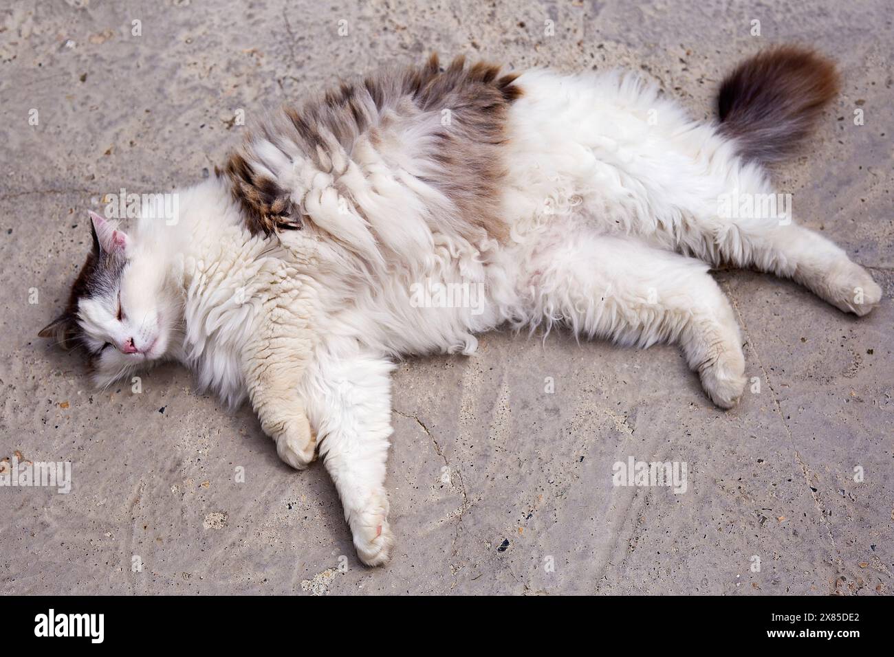 Tabby cat, adorable lying on the ground. Stock Photo