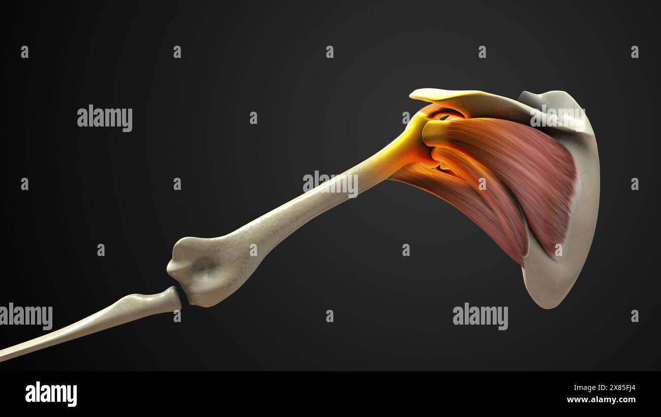 Rotator Cuff Muscle of Painful Shoulder Stock Photo Alamy