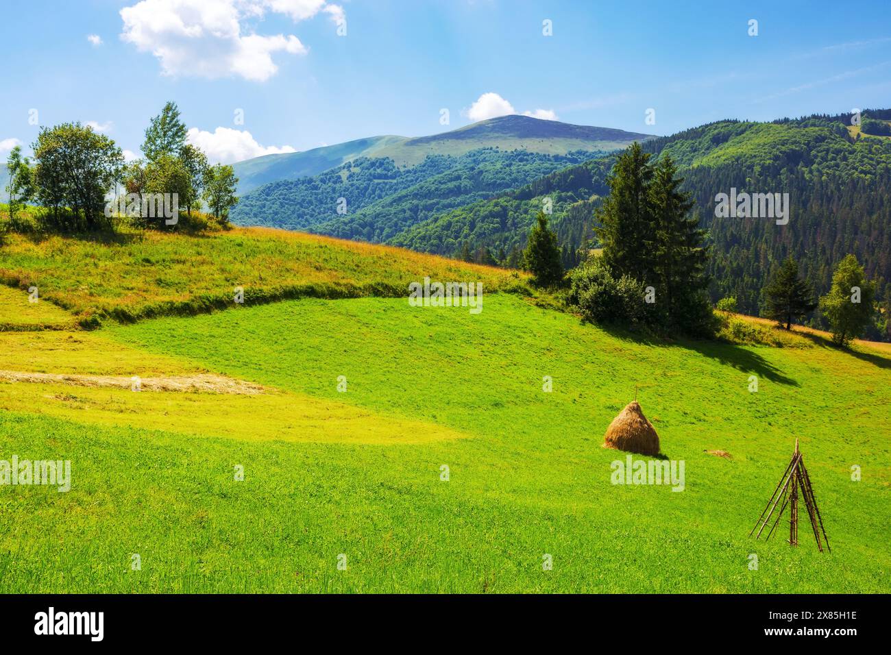 haystacks and a trees on a green grassy hill. beautiful summer scenery of ukrainian carpathian counrtyside. rural landscape of podobovets village at h Stock Photo