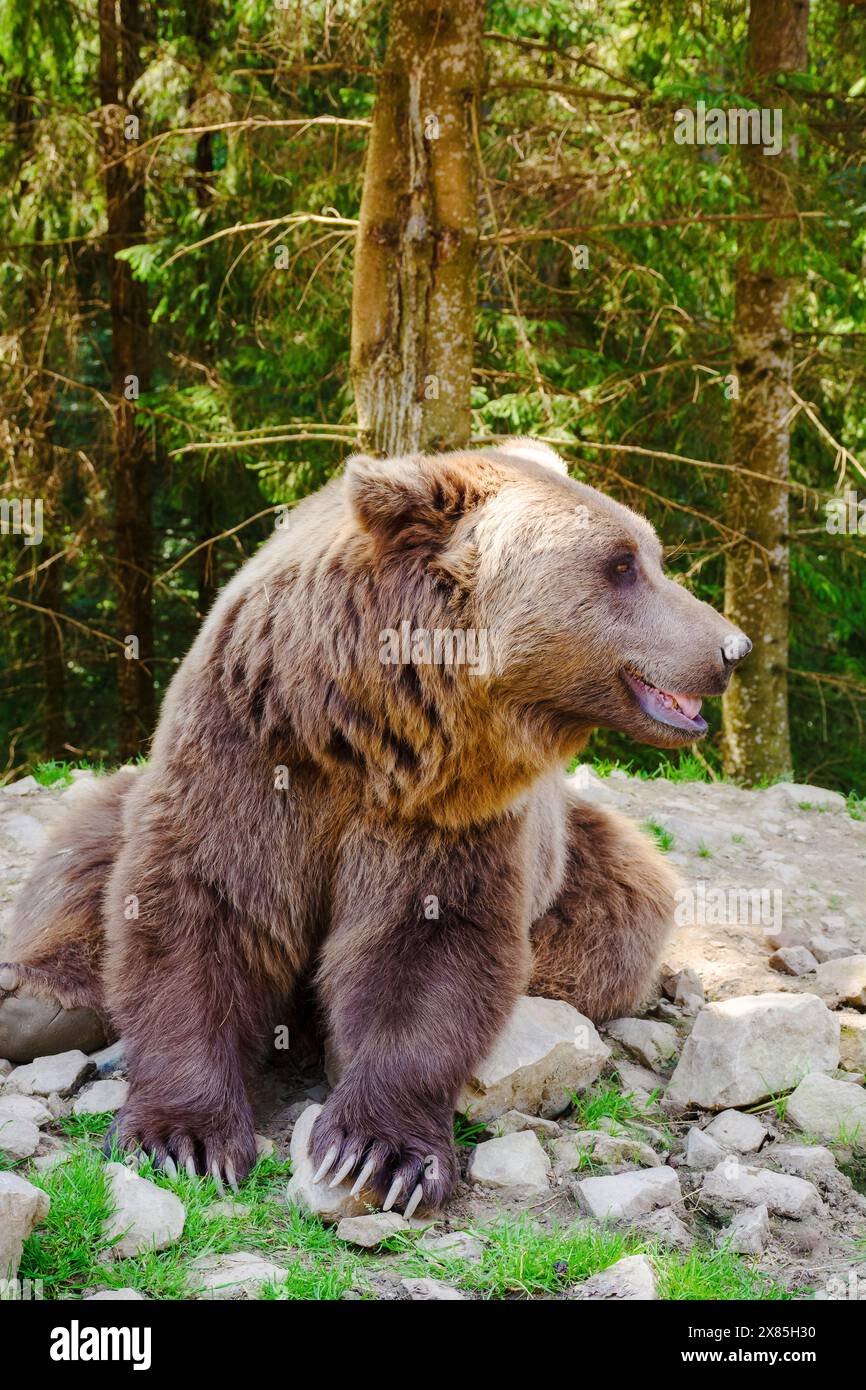 curious brown bear sitting on the ground among coniferous forest of synevyr national park in ukraine Stock Photo