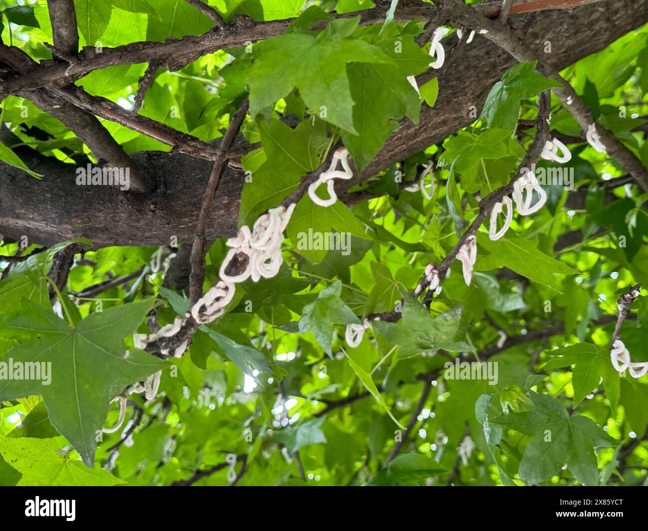 Moneystring Insect Plant infested by Takahashia japonica, aka the string cottony scale; it ...
