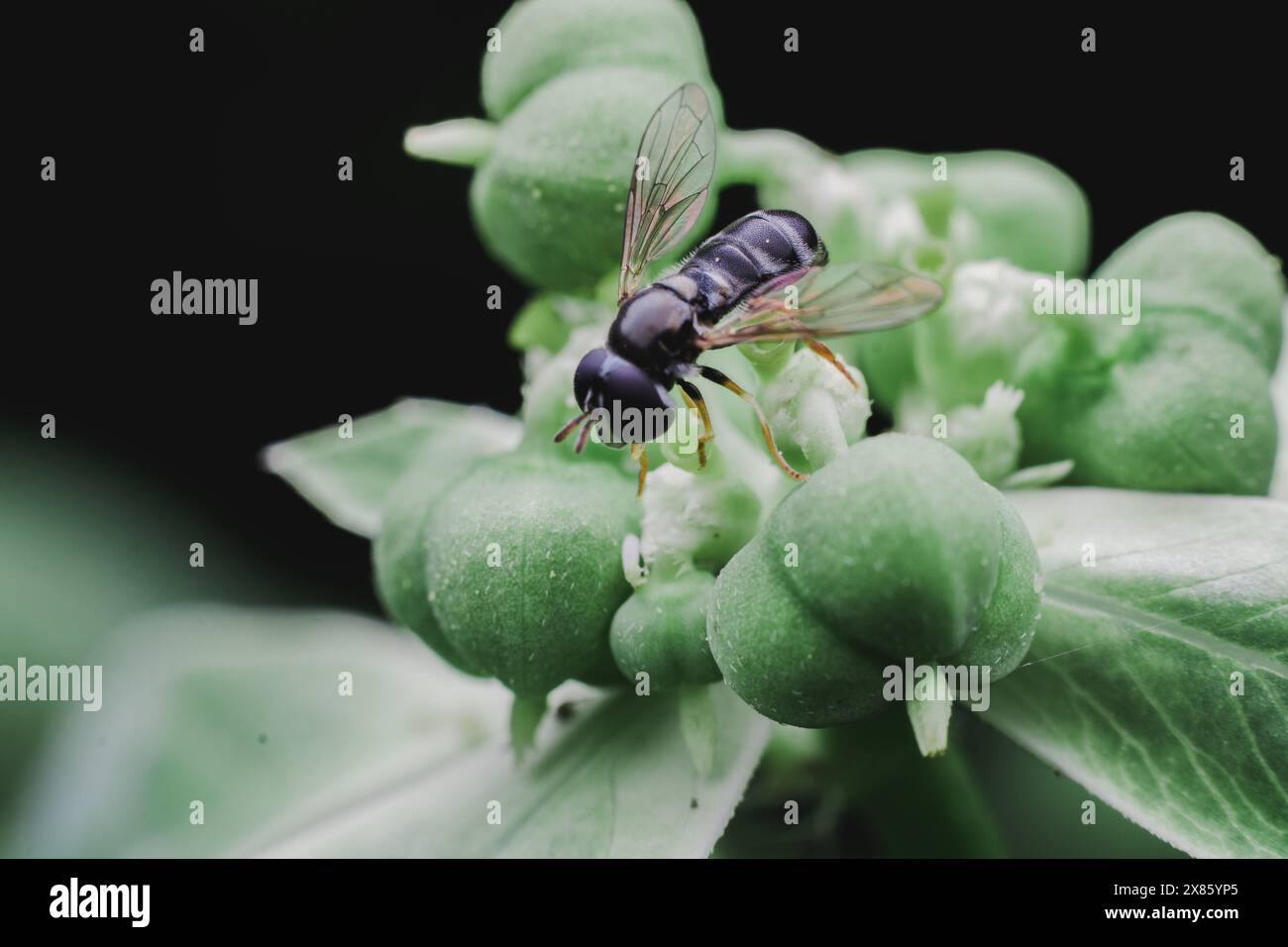 small black hoverfly resting on a small green flower. Stock Photo