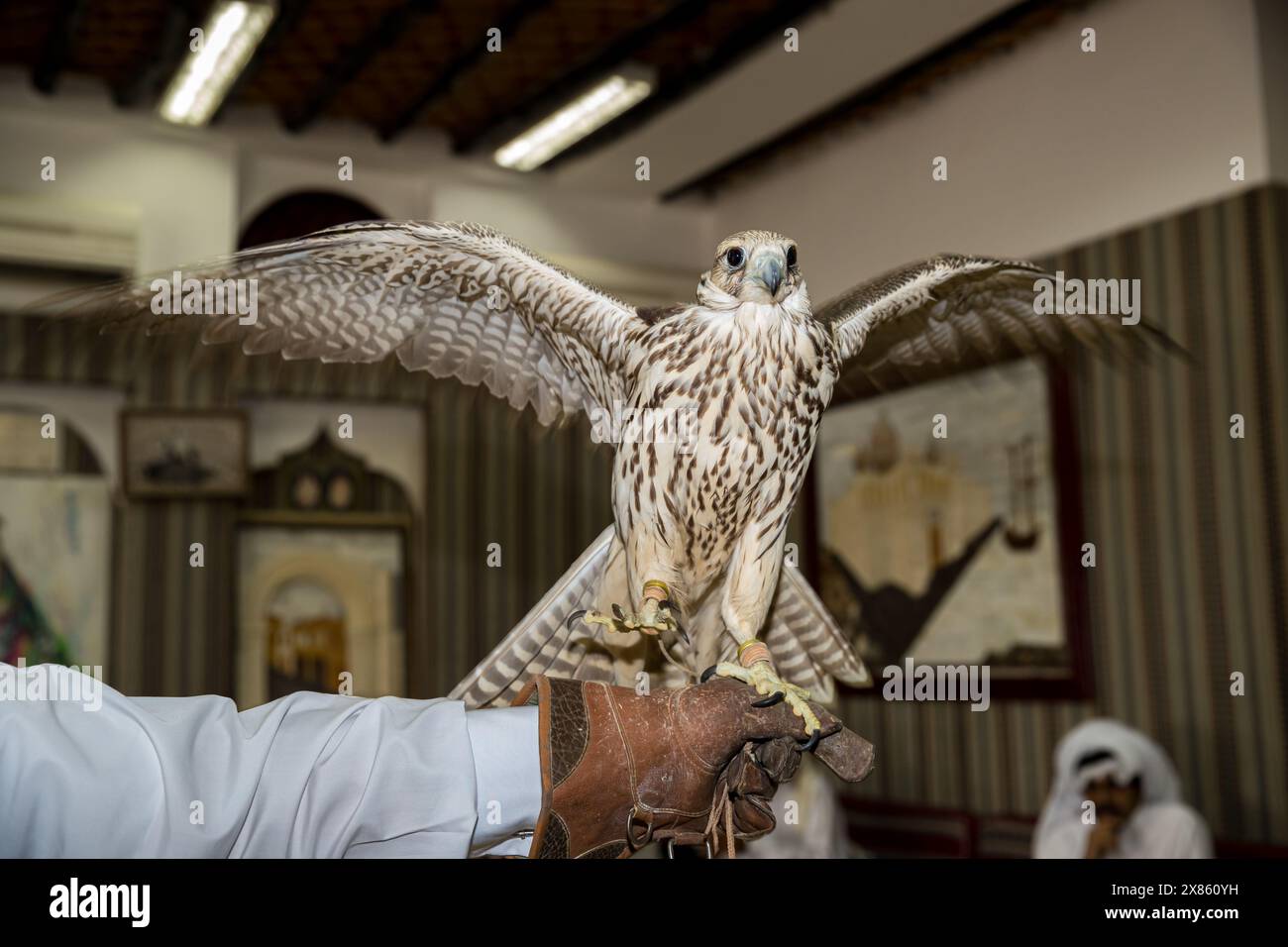 Qatar, Doha, Falcon shop Stock Photo - Alamy