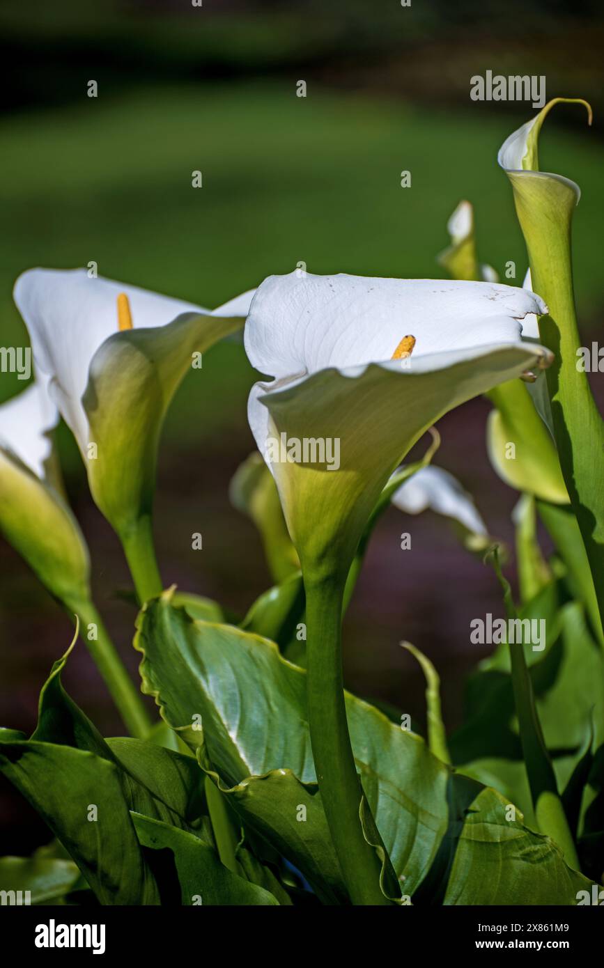 Calla Rosa Zantedeschia aethiopica or Calla Lily blossom in the garden, Ireland ...