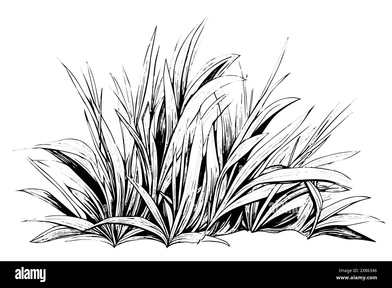 Vintage Hand-Drawn Grass Vector Sketch. Engraved style plant illustration. Stock Vector