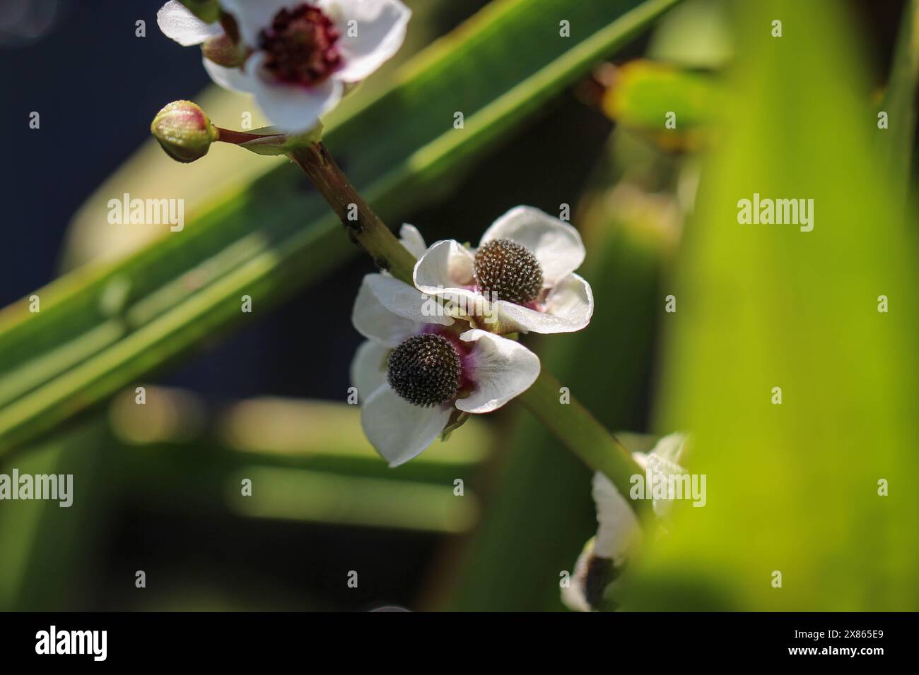 Sagittaria sagittifolia, the arrowhead plant, in Belgrade, Serbia Stock Photo