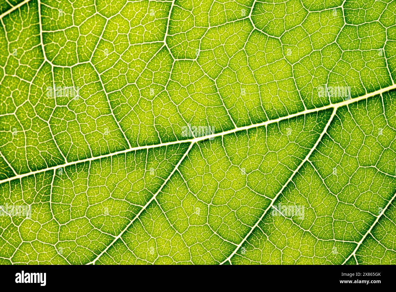 close-up-of-green-leaf-leaf-vein-texture-background-of-green-leaf-macro