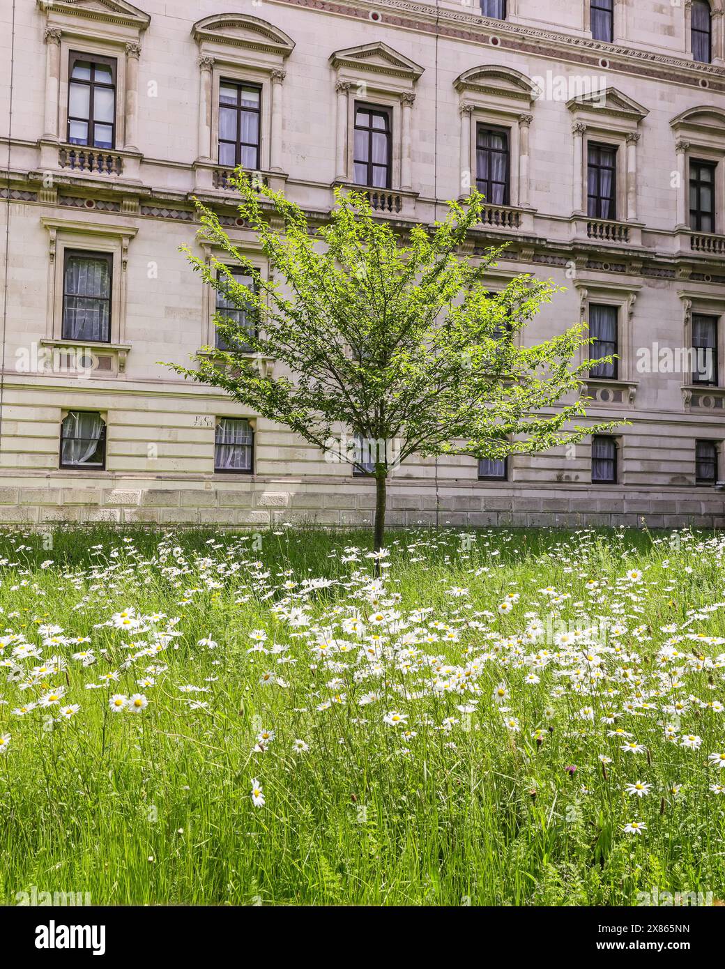 London, UK. 23rd May, 2024. The lawns outside the Foreign Office and Treasury in Westminster have been left to grow into a beautiful wildflower meadow for insects and pollinators to enjoy in today's part-sunny weather. Many gardeners have left their grass to grow for 'No Mow May' as part of a drive to protect pollinators and nurture pollinators in the early flowering season. Credit: Imageplotter/Alamy Live News Stock Photo