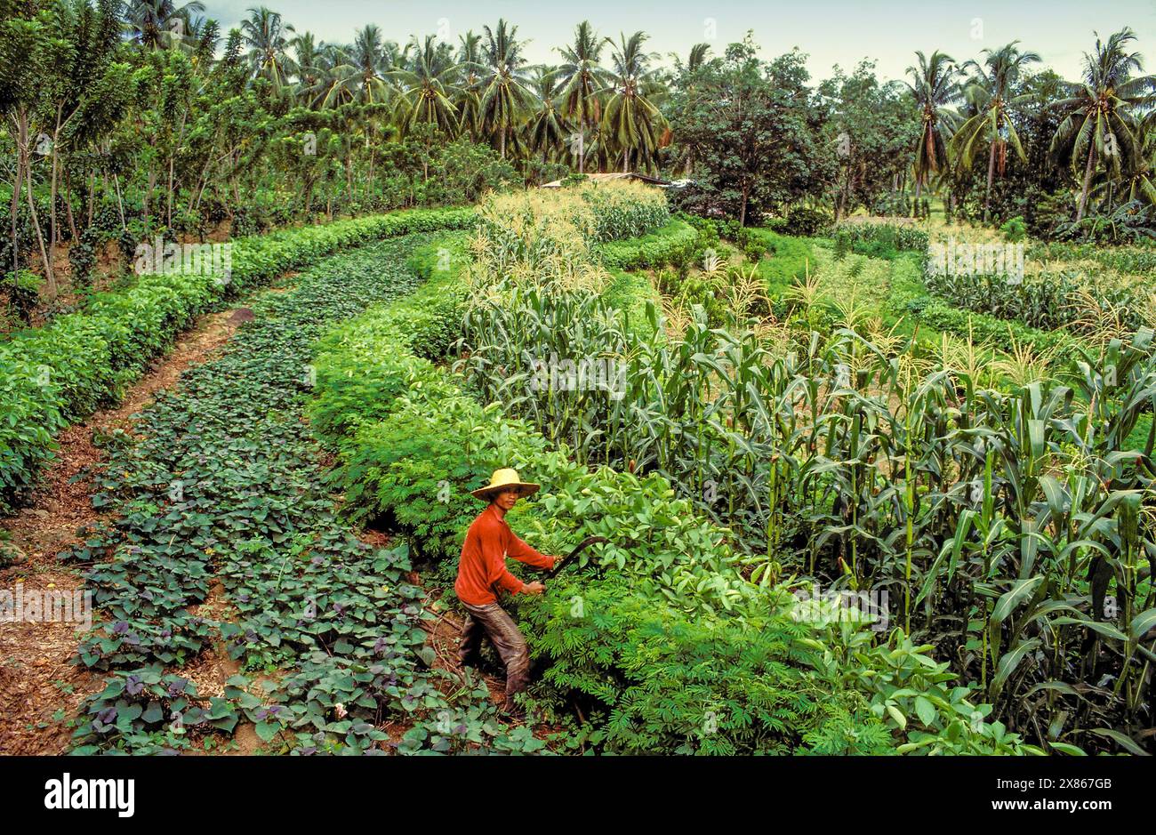 Philippines, Mindanao region; farmer works in a vegetable garden that prevents diseases with terraces and diversification. Stock Photo